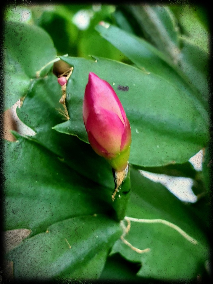 화려하다