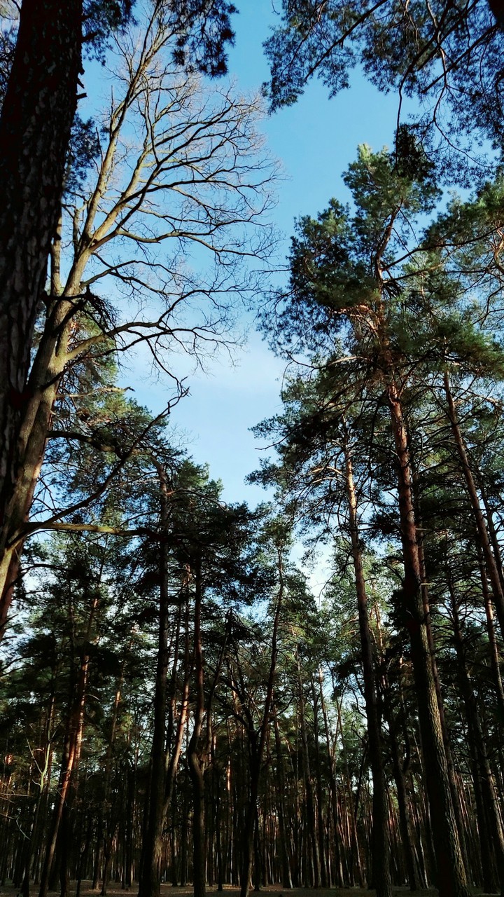 Little Forest