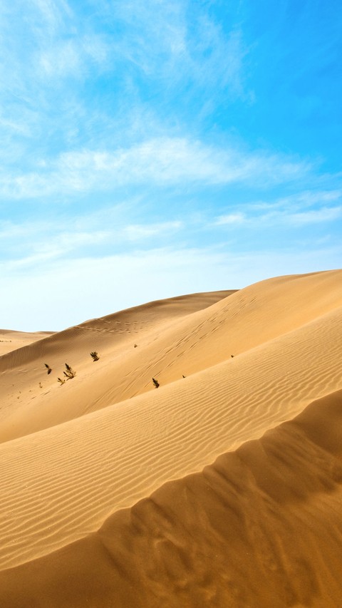 the desert