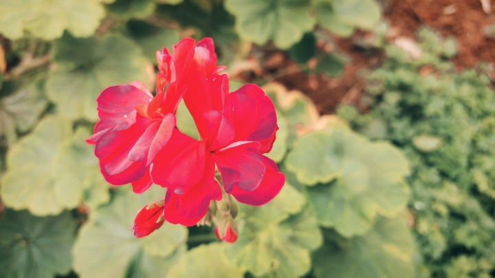 flower