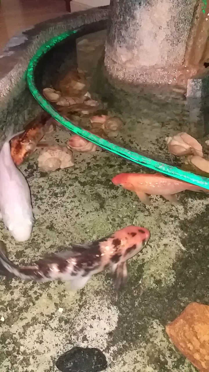 fish