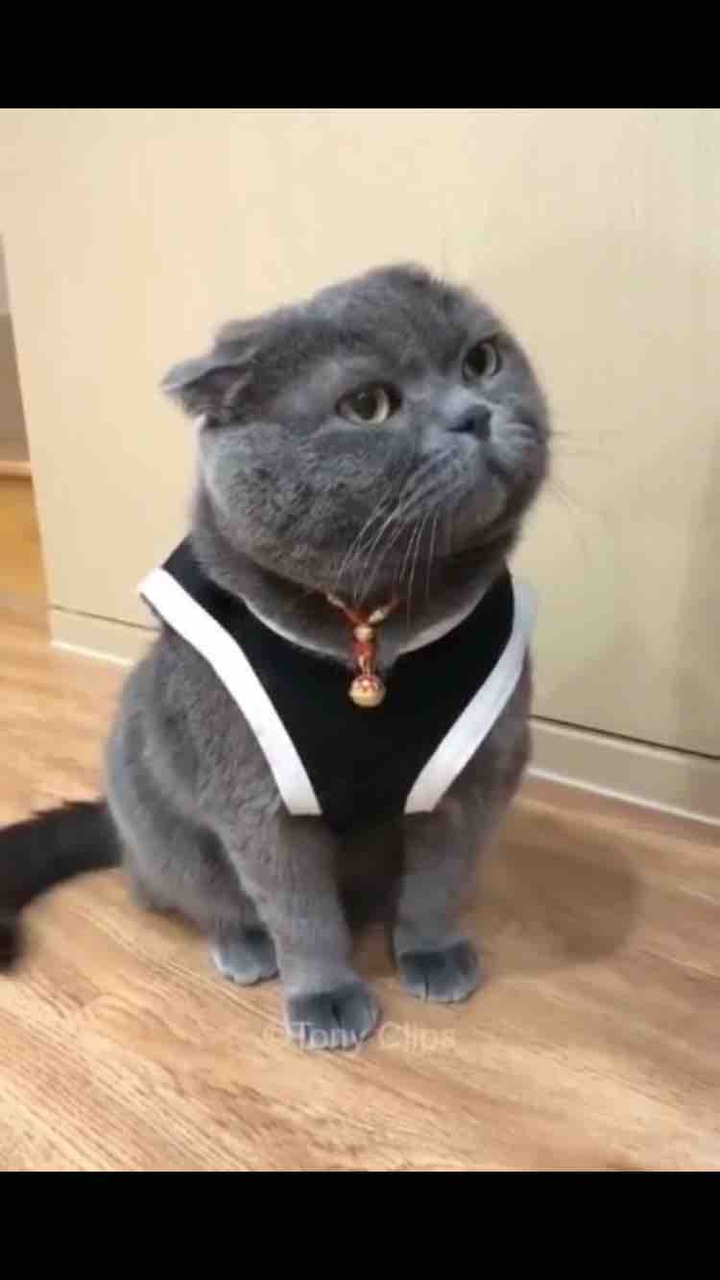 кот