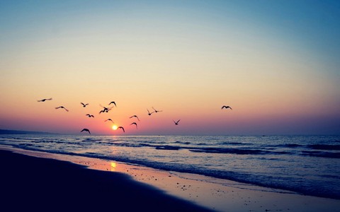 life is short, birds are flying...
