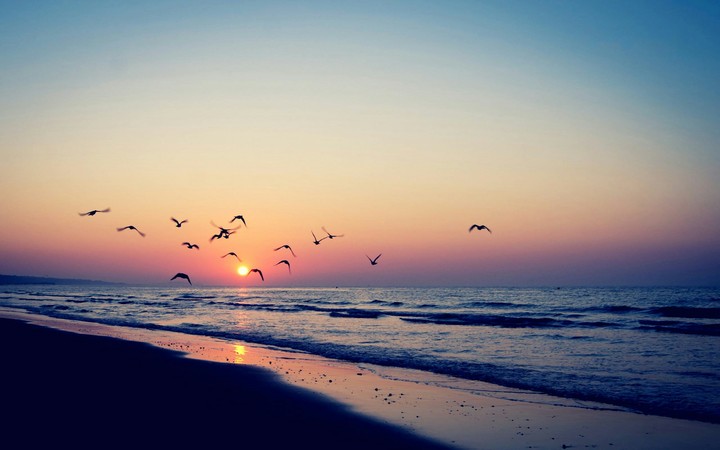 life is short, birds are flying...
