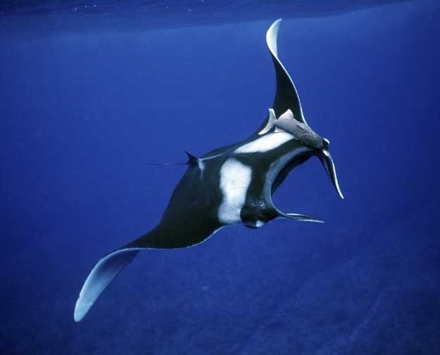 Manta. Sangalaki - Derawan Island, Berau Indonesia.