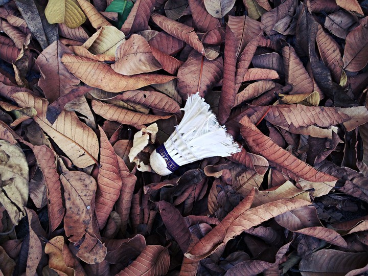 fallen cock in dry leaves