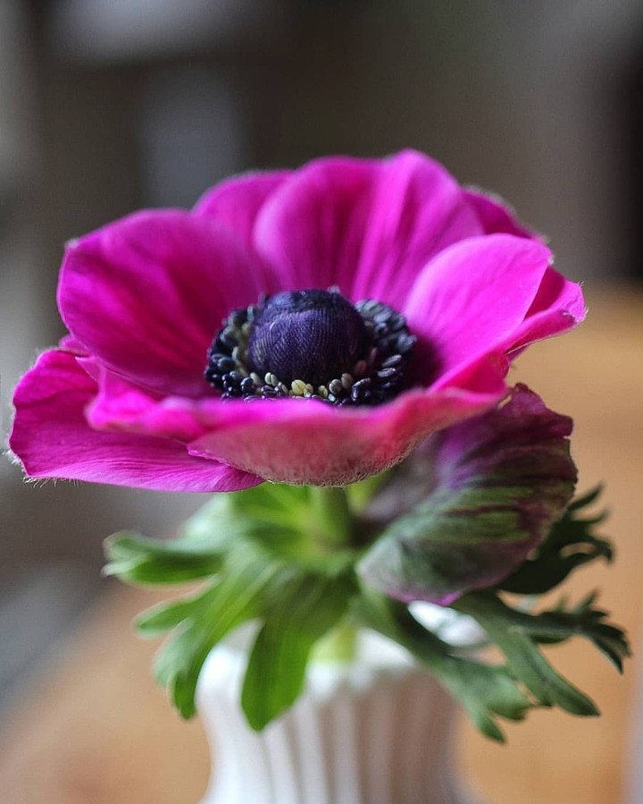 magenta