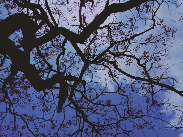 tree and sky
