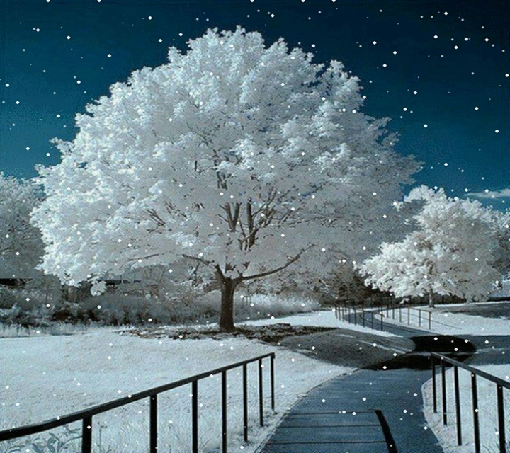 Snow tree