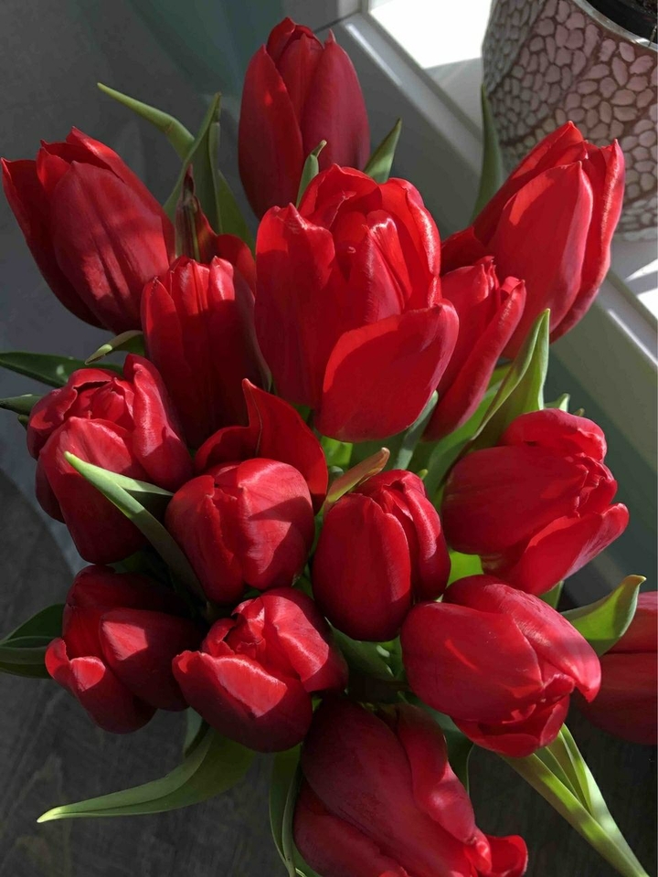 tulips