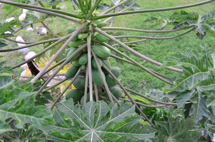 papaya