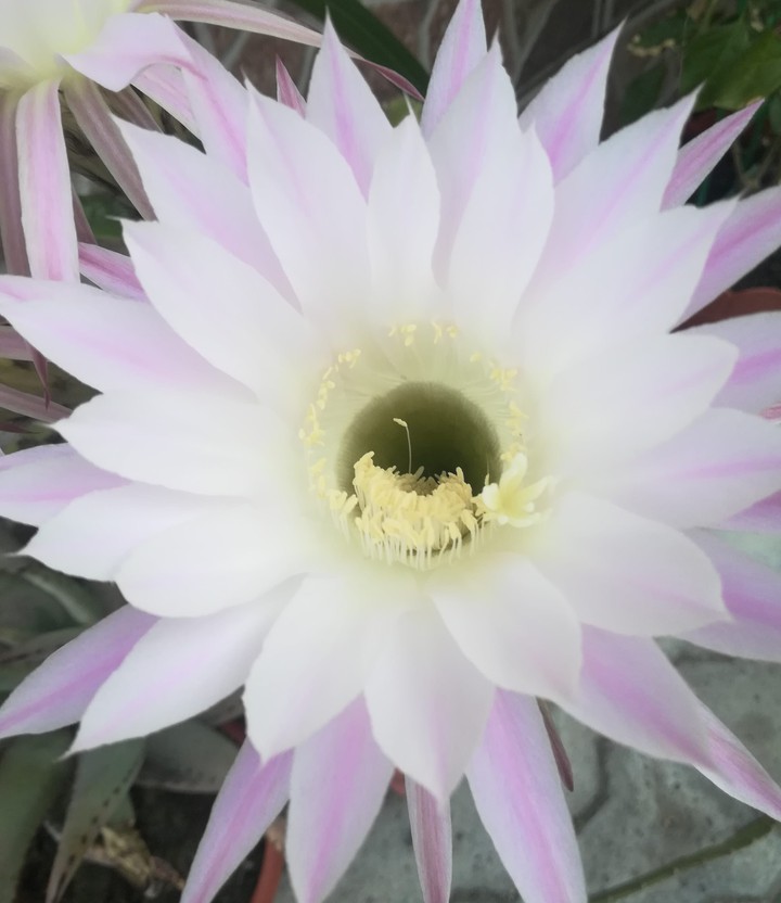 cactus flower