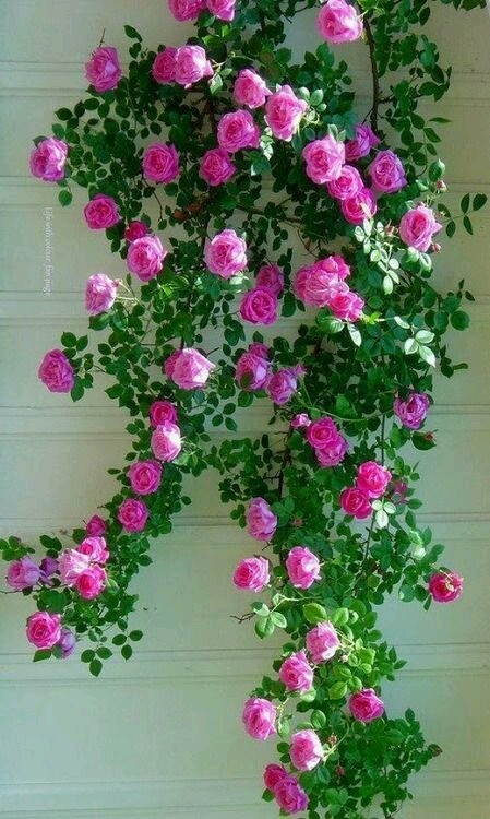 Beautiful roses