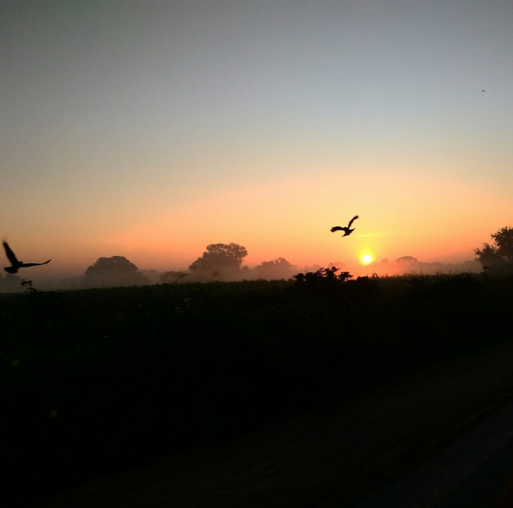 natura sun sky birds
