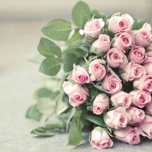 Roses for my sweet sis moni❤❤❤