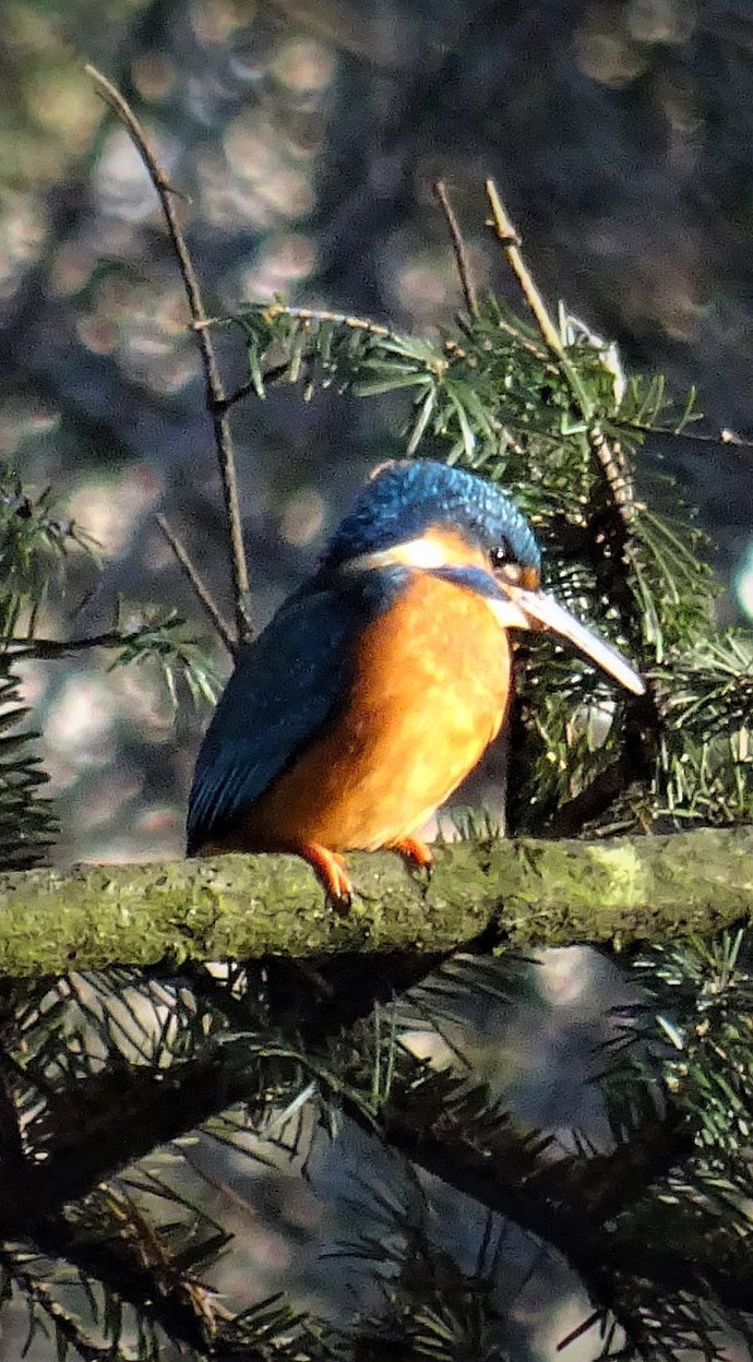 The Kingfisher