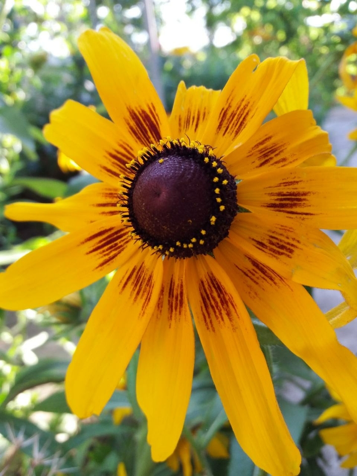 Yellow flower
