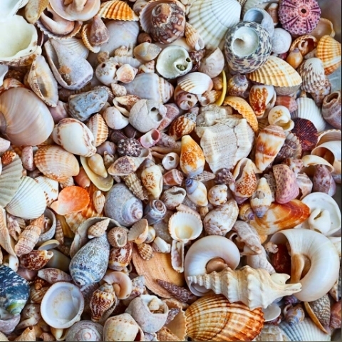 shells