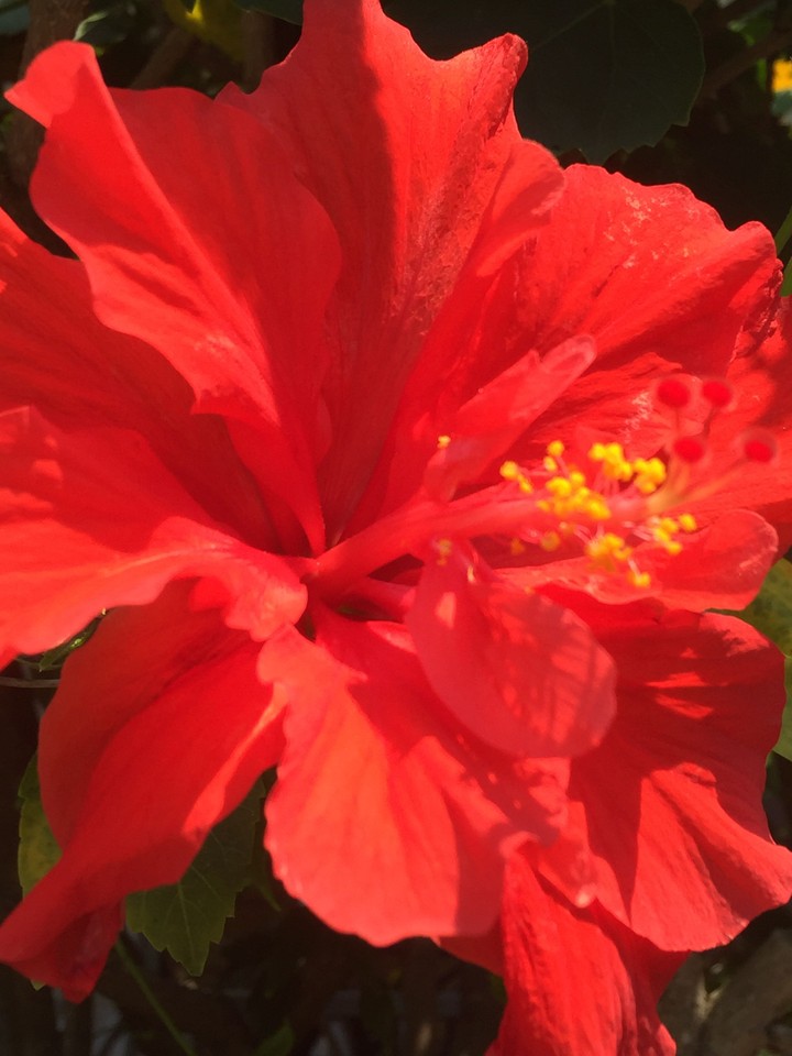 red hibiscus
