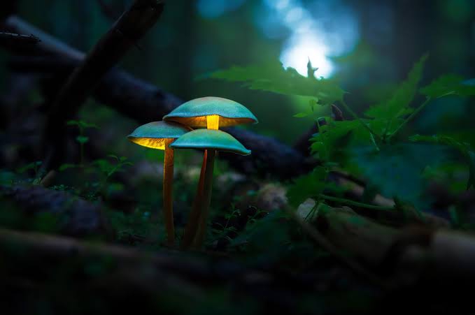 mushroom