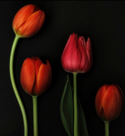 tulipa