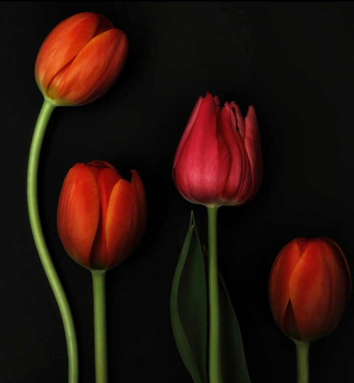 tulipa