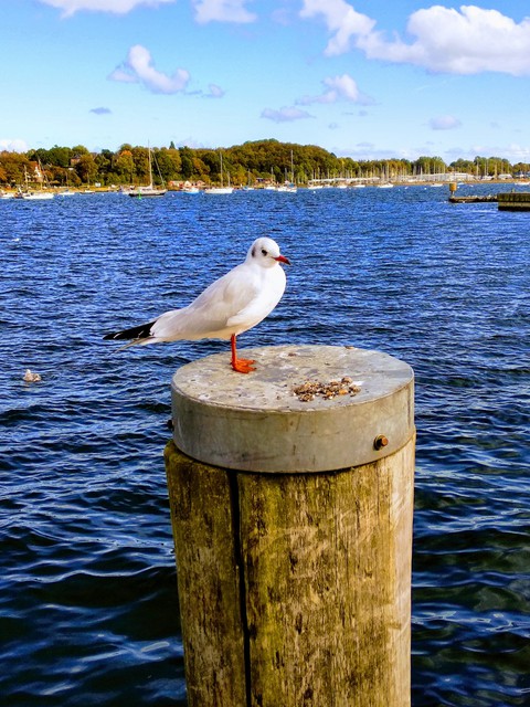 Möwe