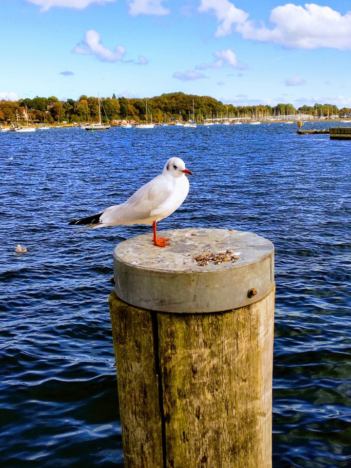 Möwe