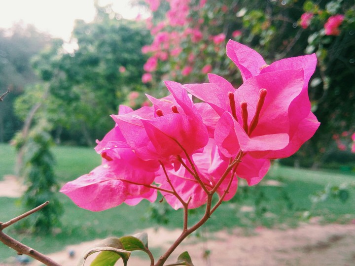 blossom
