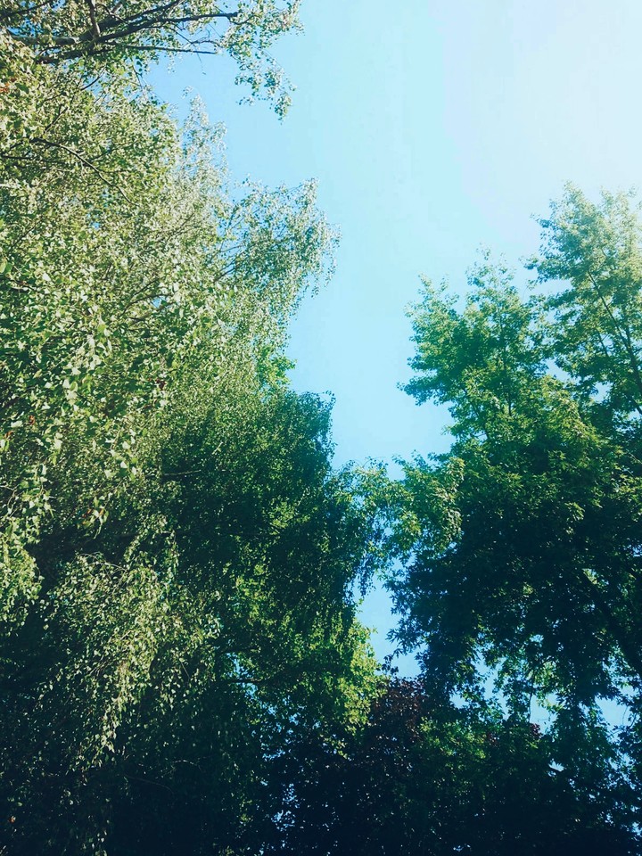 tress landscape
