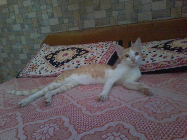 cute cat