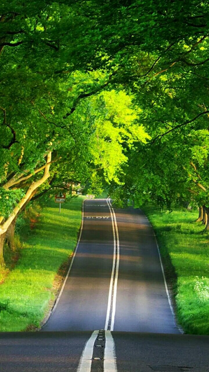 so much greenery