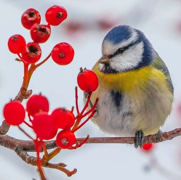 bird