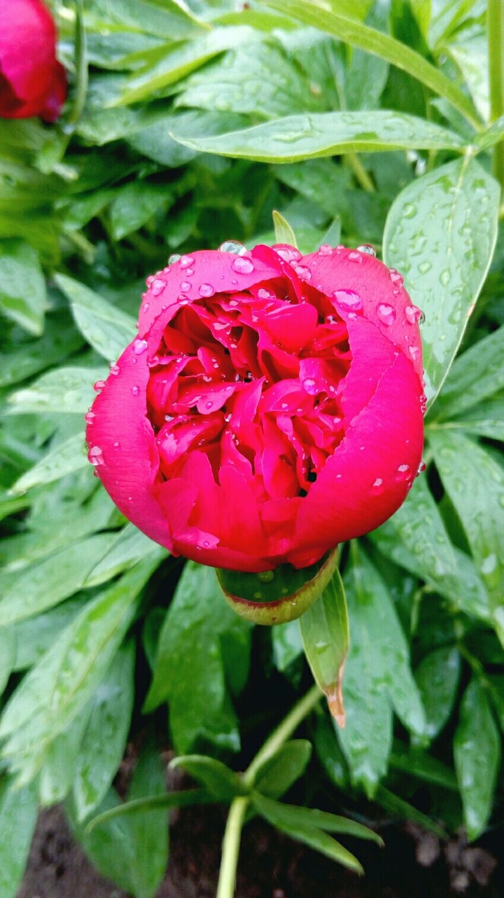 hot pink peony