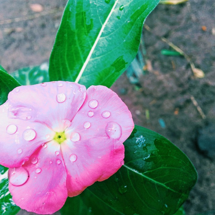 raindrops in petals