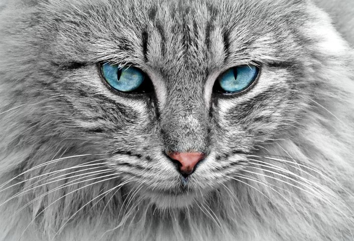 кошка