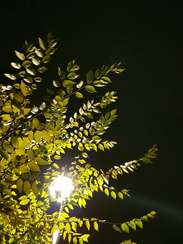 비온뒤 고요한 새벽