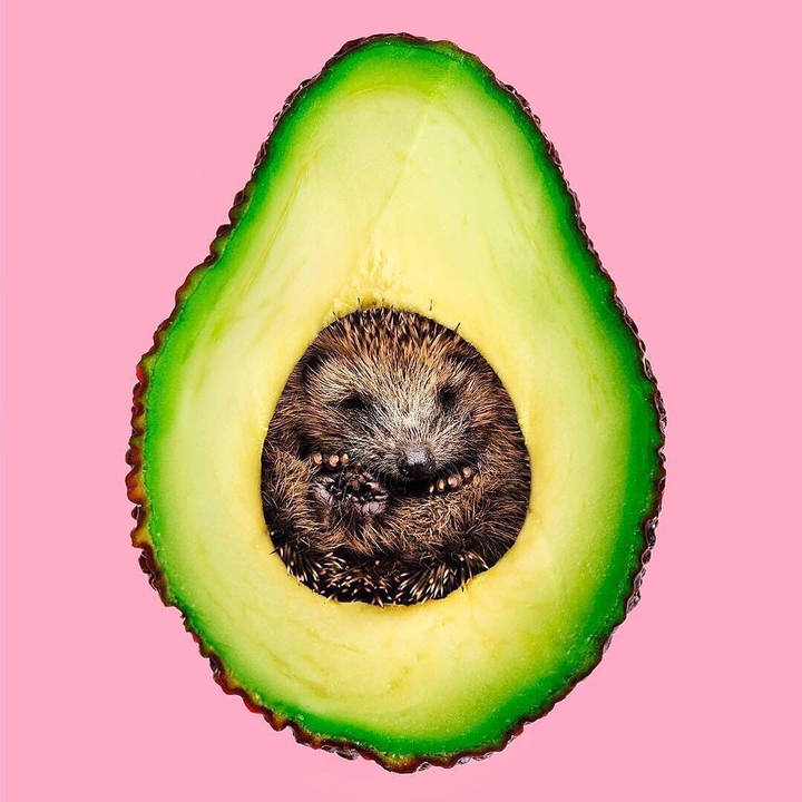hi