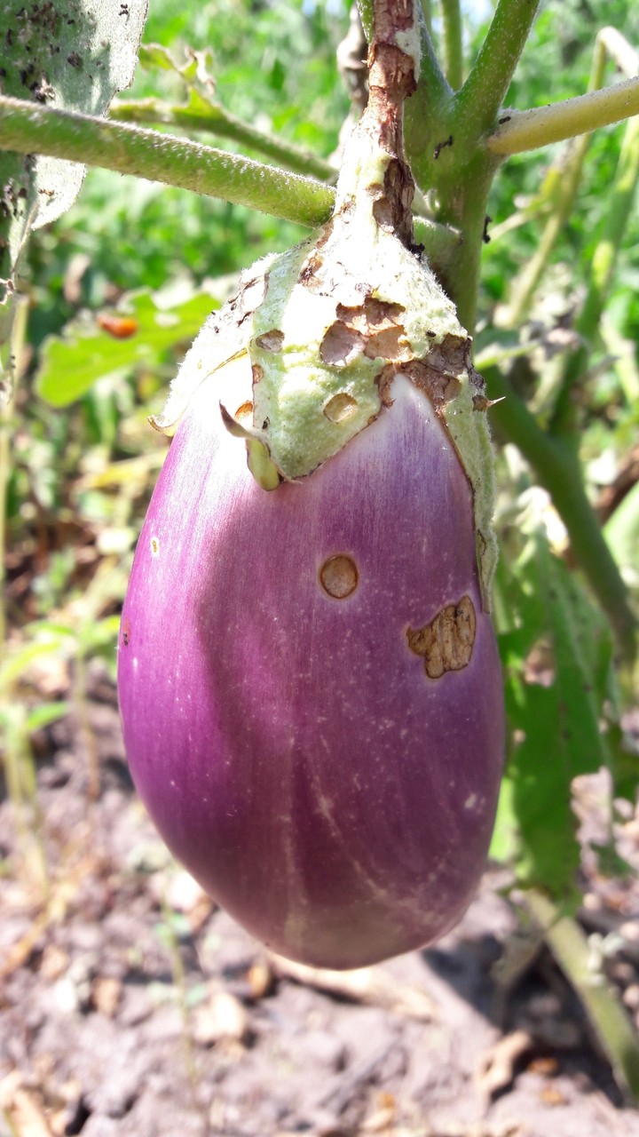 Eggplant