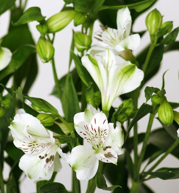 Astromelia