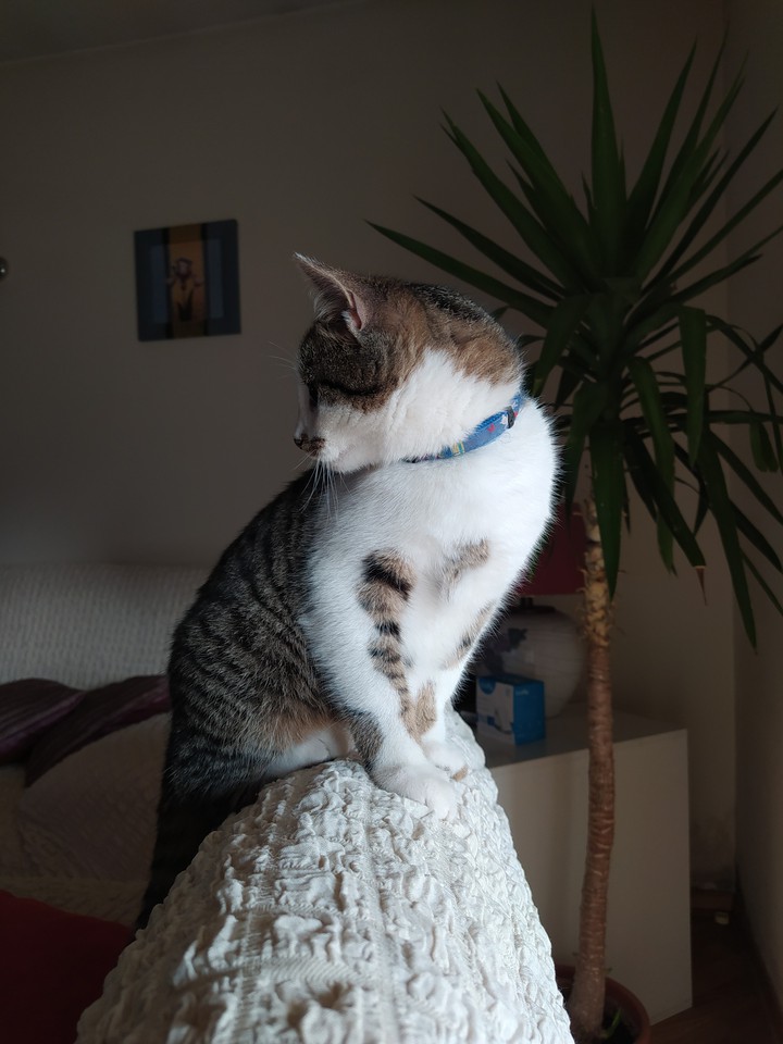 kitty