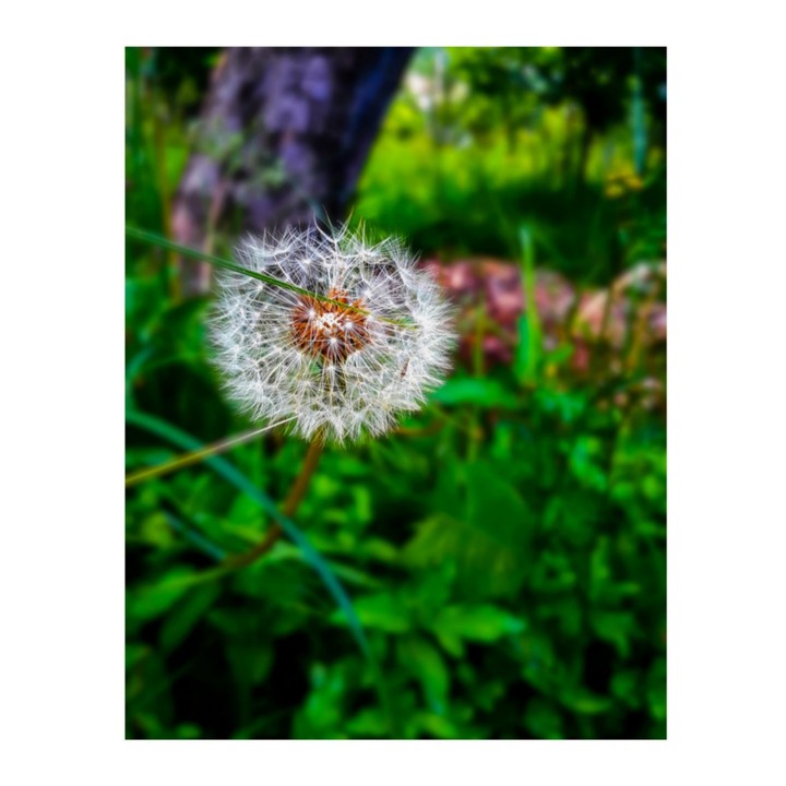 greenery