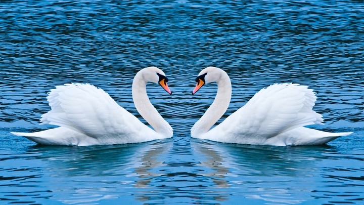 Swans