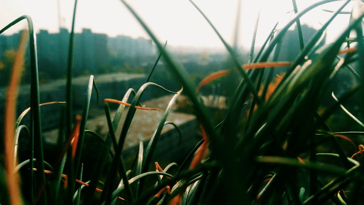 Grass