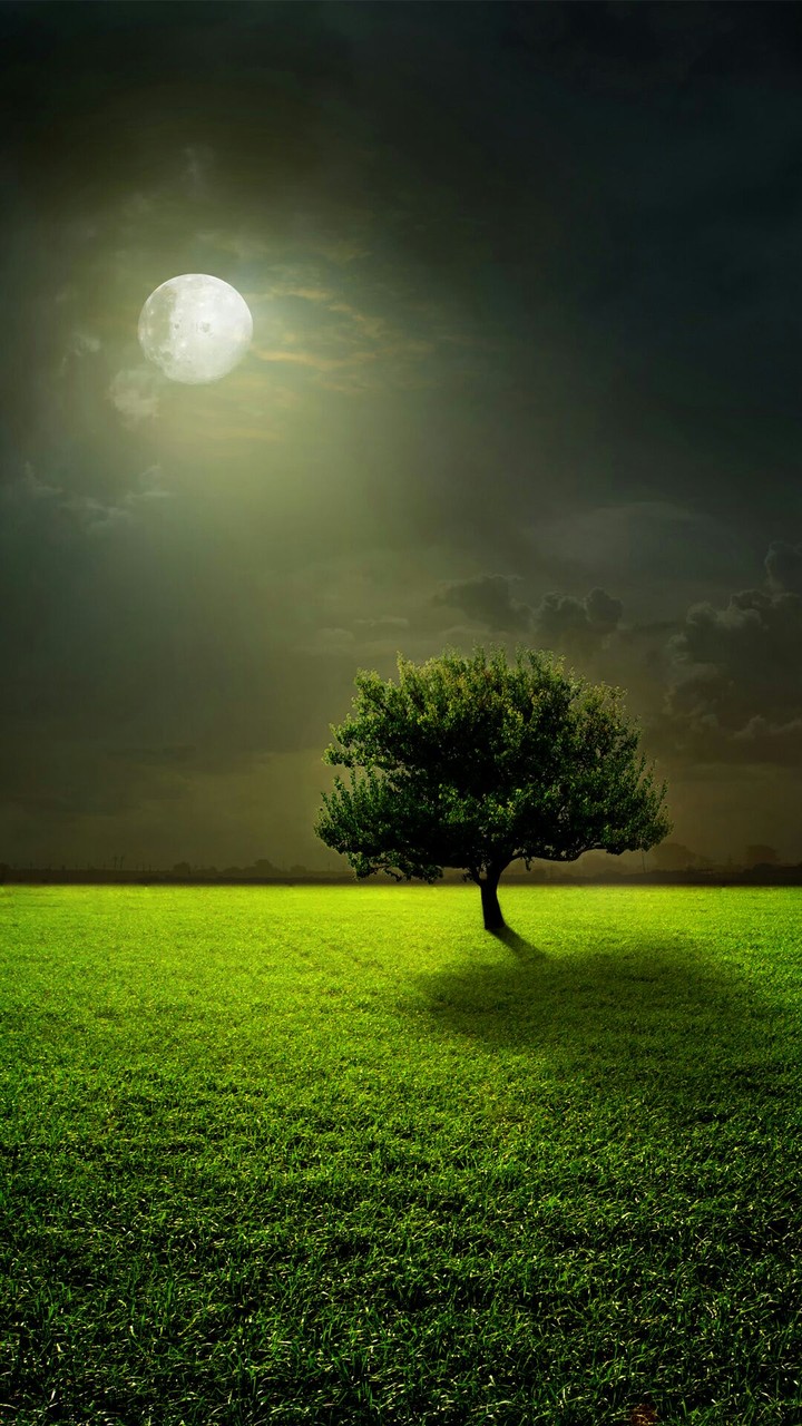 night