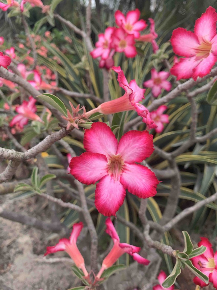flowers
