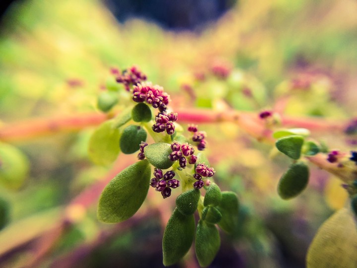 plant closeup