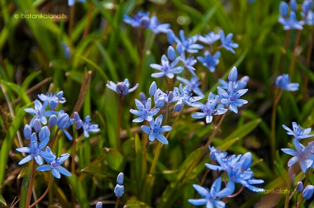 blue flowers