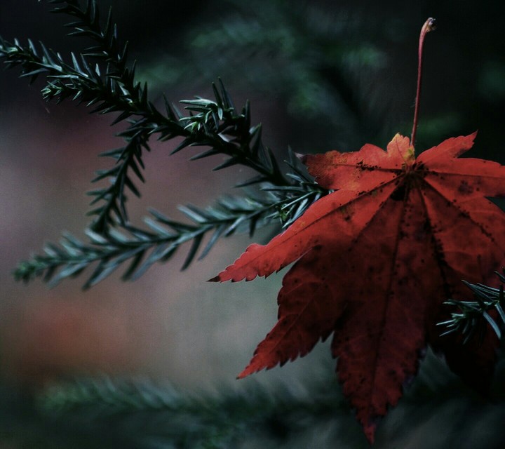 single leaf