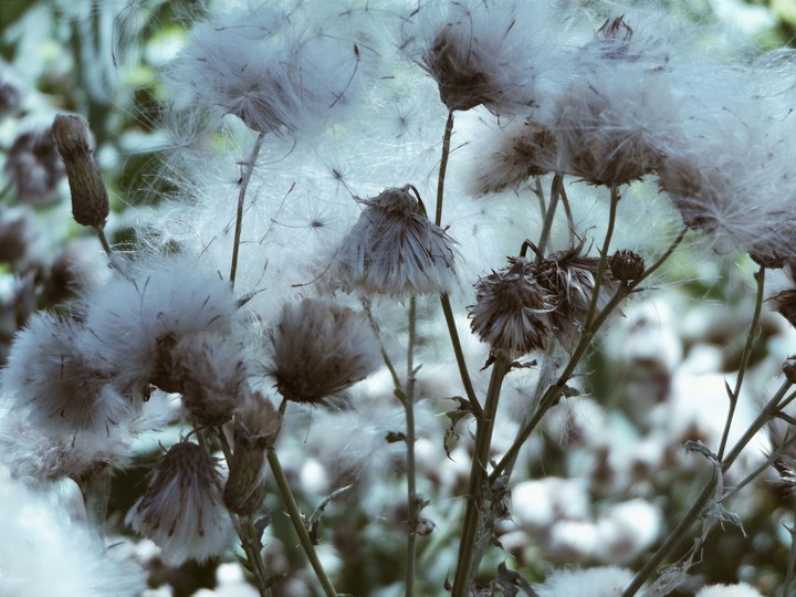 Cotton Flowers